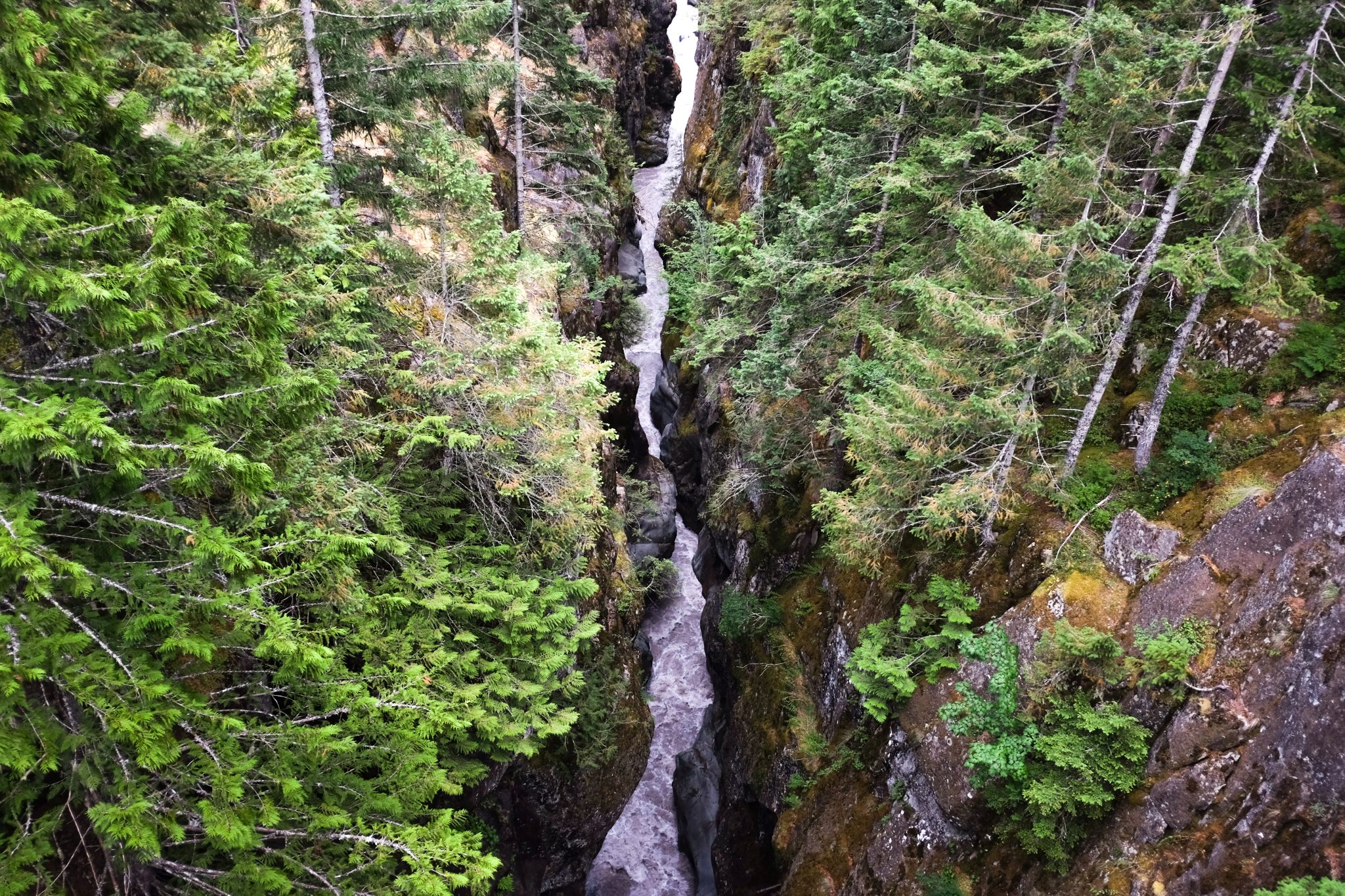 A river through Mount Rainier National Park