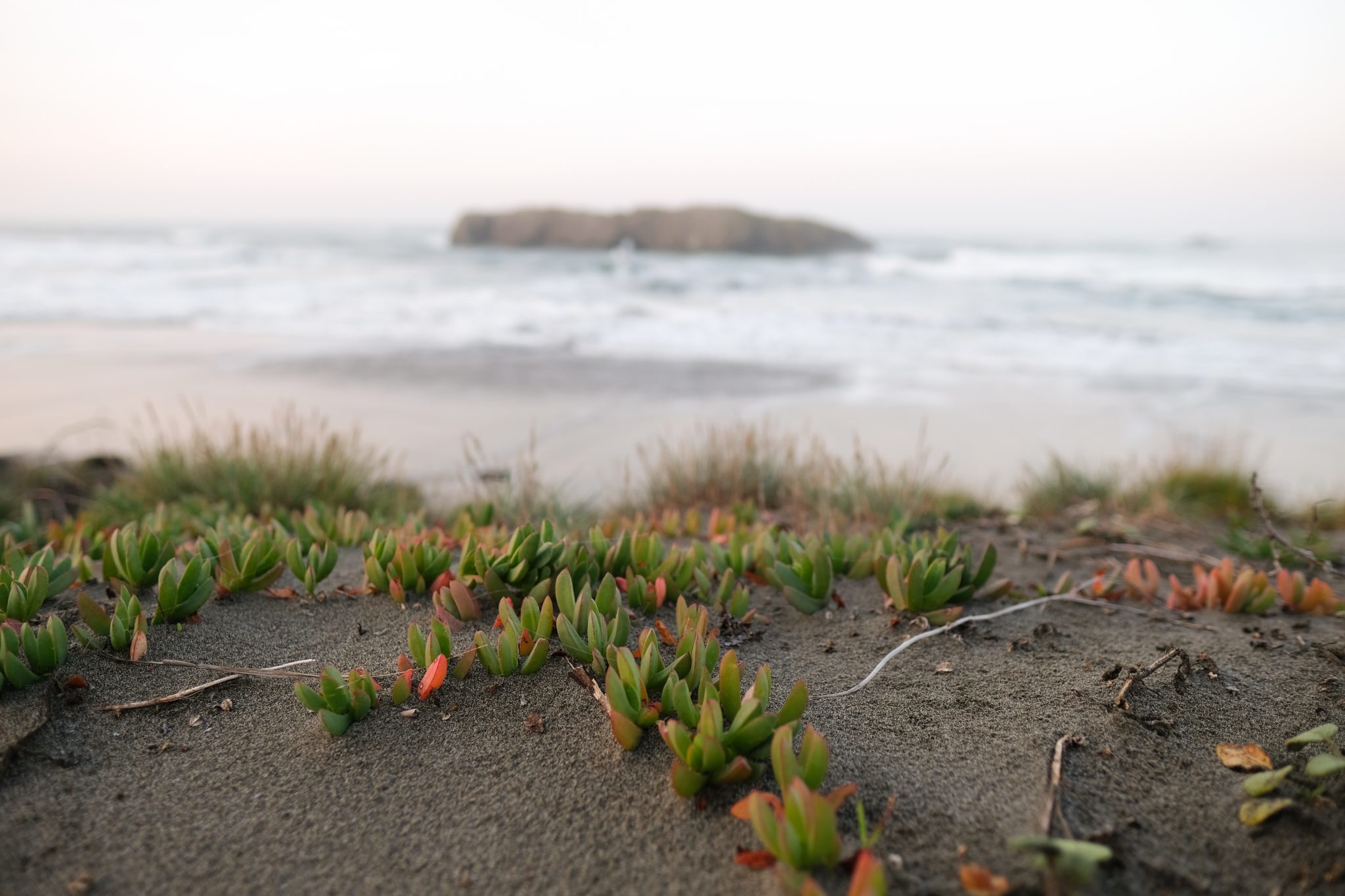 Plant life along the Oregon Coast
