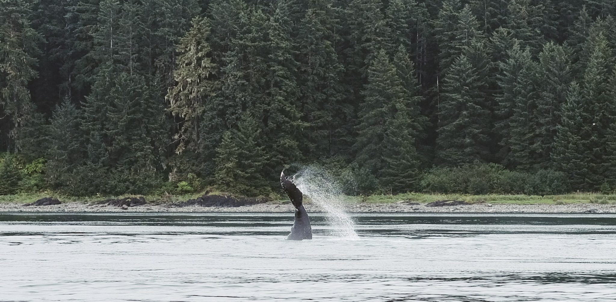 Whales in Glacier Bay Boat Tour