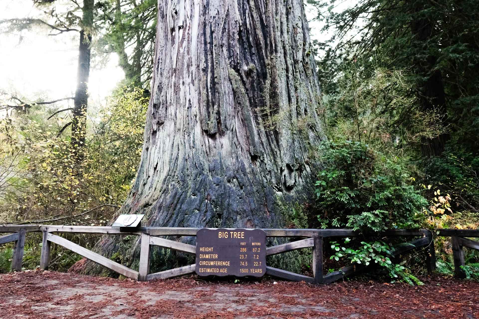 Redwood National Park 1