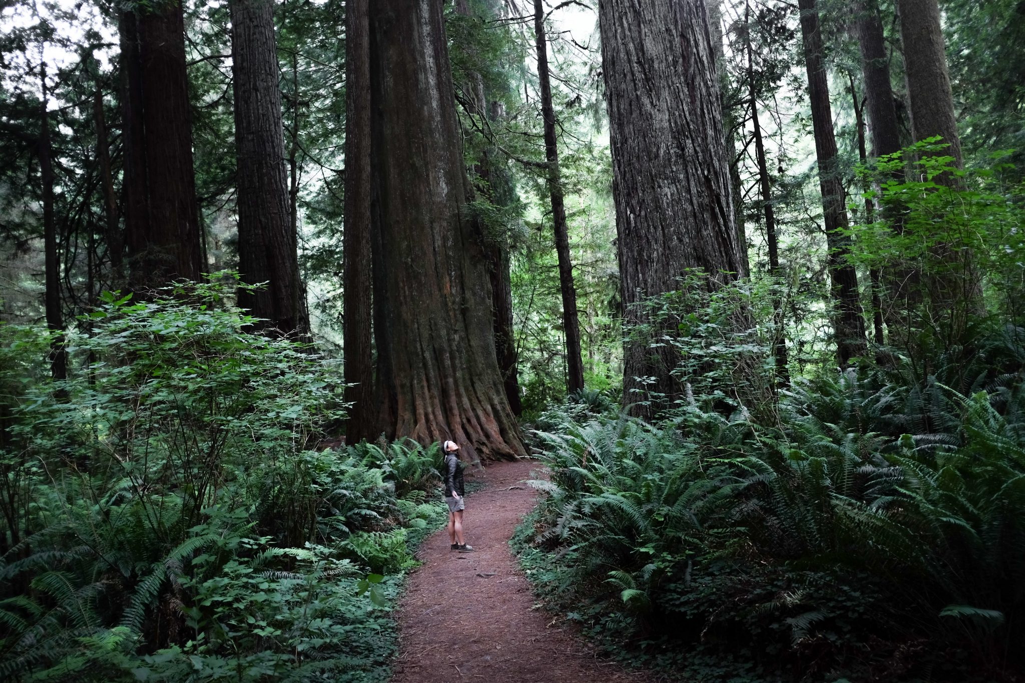 redwoods copy.jpeg