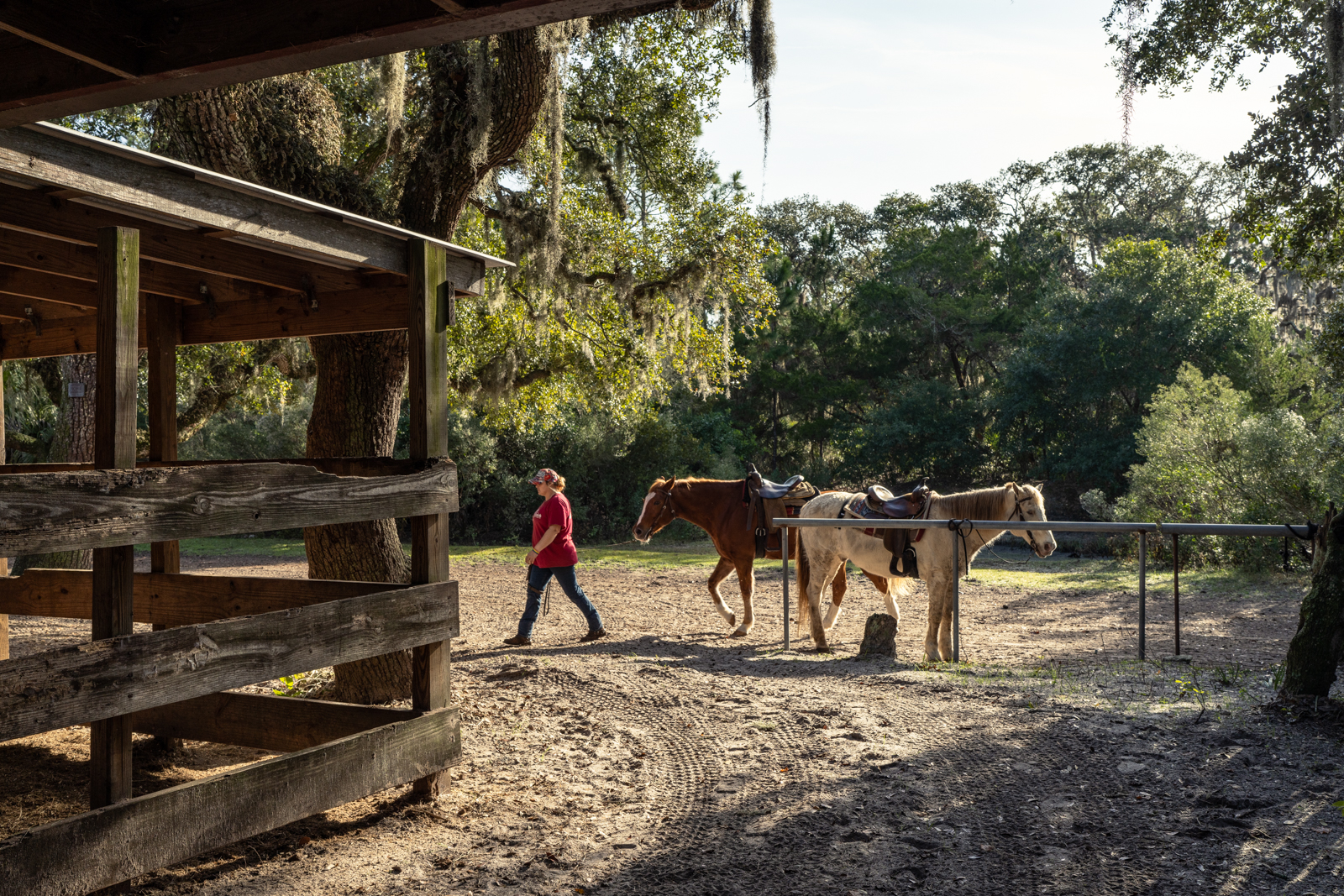 A woman in a red t-shirt and hat walks away from two horses, one which is white and one which is brown. Both are weraing saddles and harnesses and are tied up to a metal pole. There is part of a barn on the left hand side of the photo and trees in the background. Tire tracks are in the sand in the foreground.