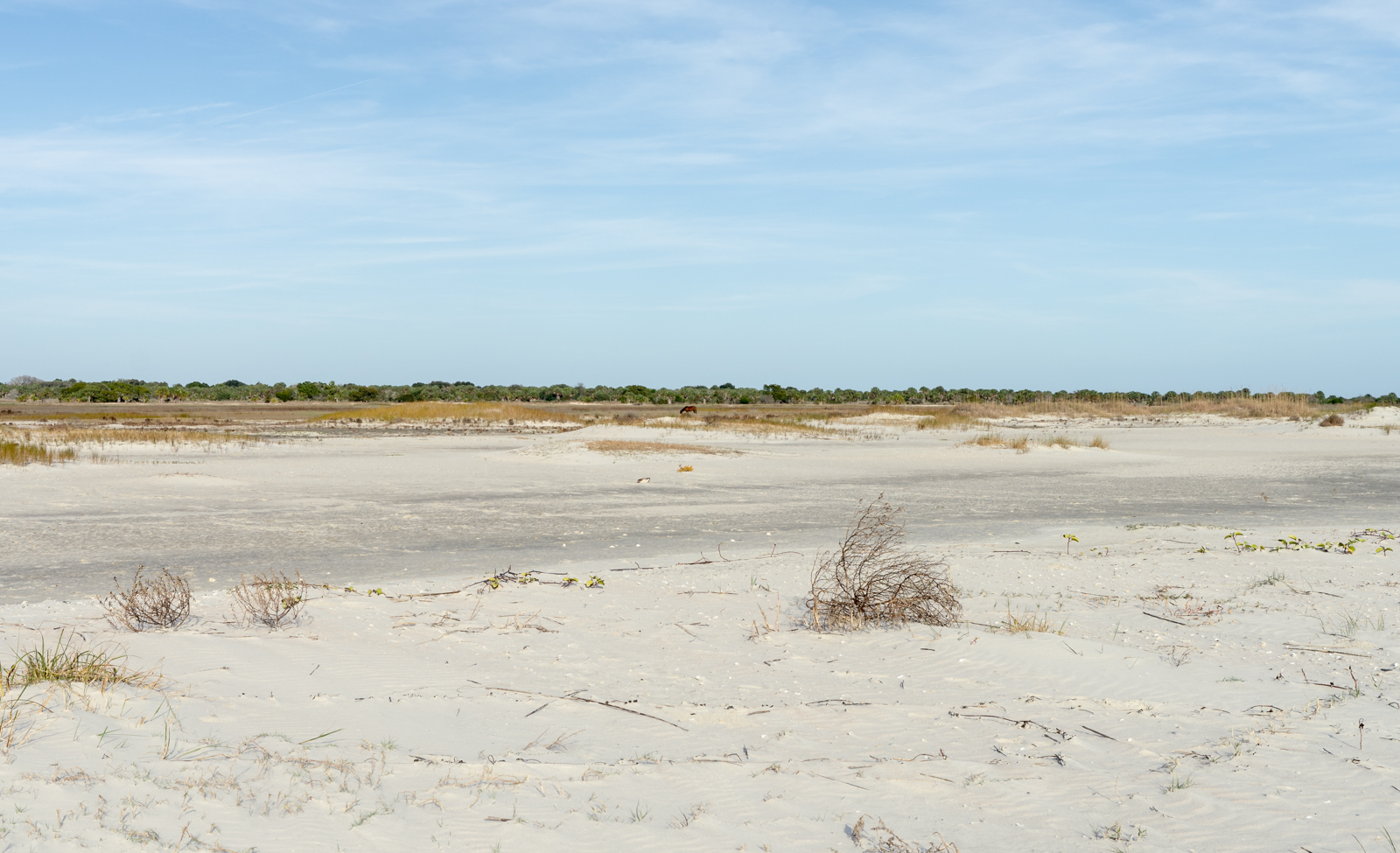 There is a small brown horse in the center of the photograph. Most of the foreground is white sandy beach with some dried grass and dead vegetation.
