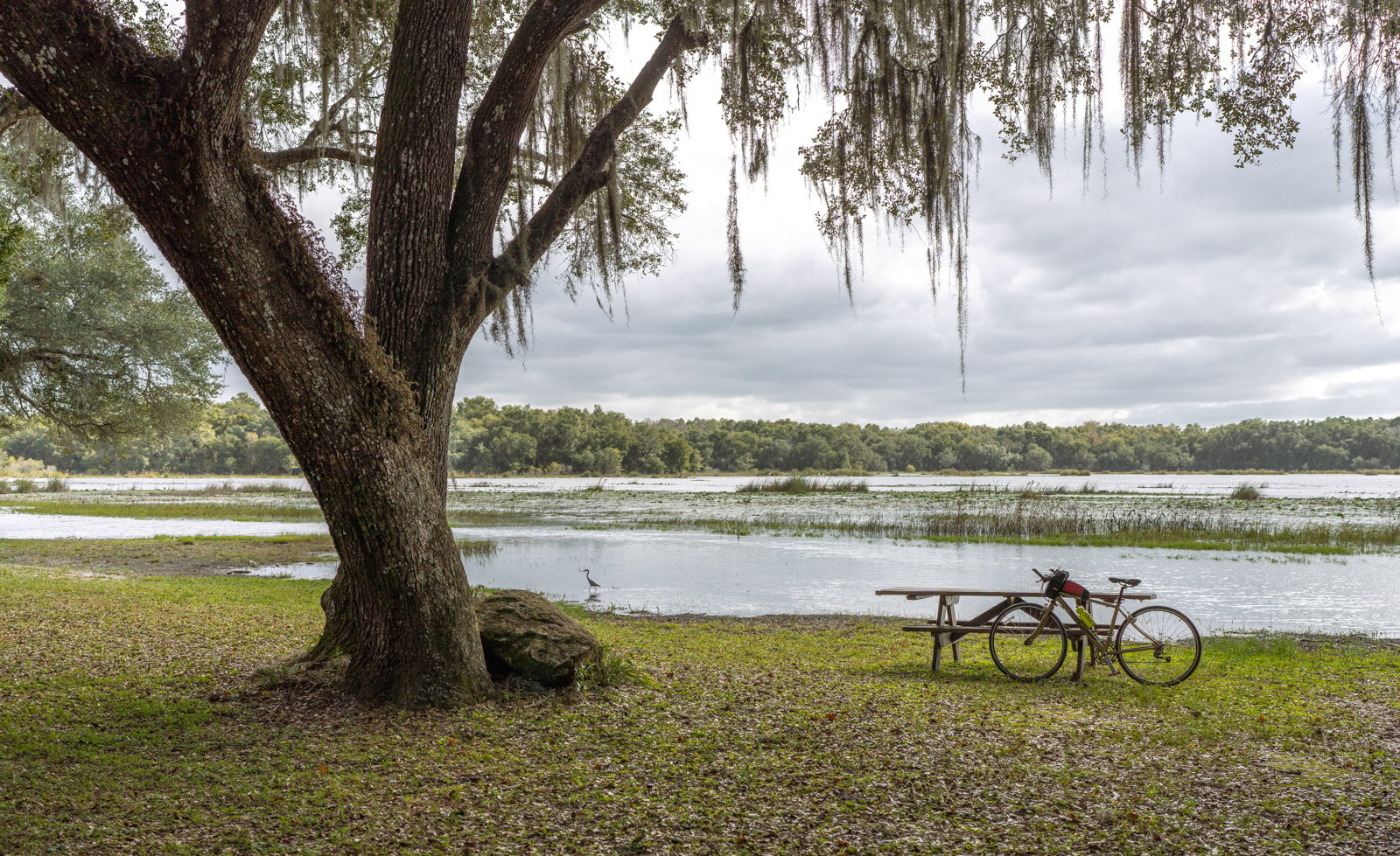 A bicycle is propped up against a wooden picnic table that is setting under a big live oak tree with Spanish Moss. There is water in the background and a small bird is wading in it.